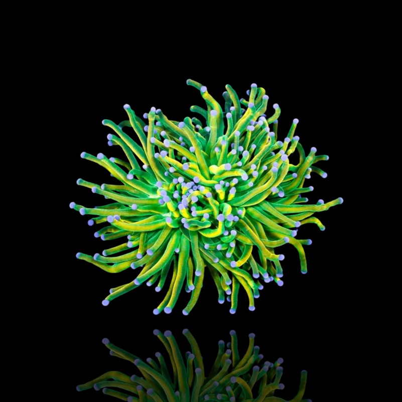 Euphyllia Glabrescens Holy Grail