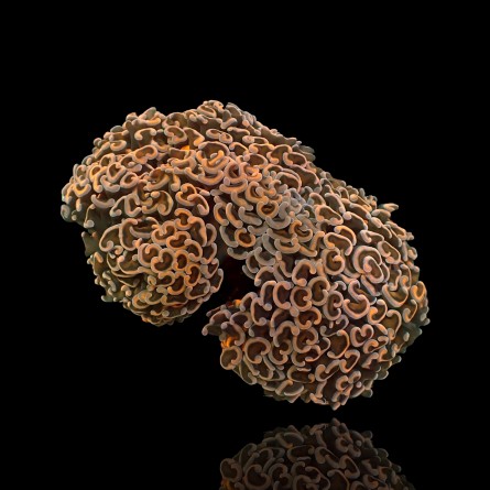 Euphyllia Ancora - Hammer Coral - Ultra Orange