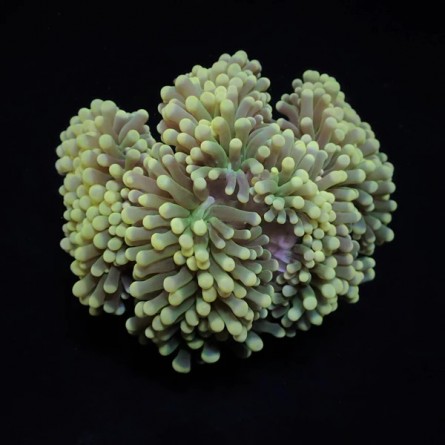 Euphyllia Cristata - Grape Coral S-size
