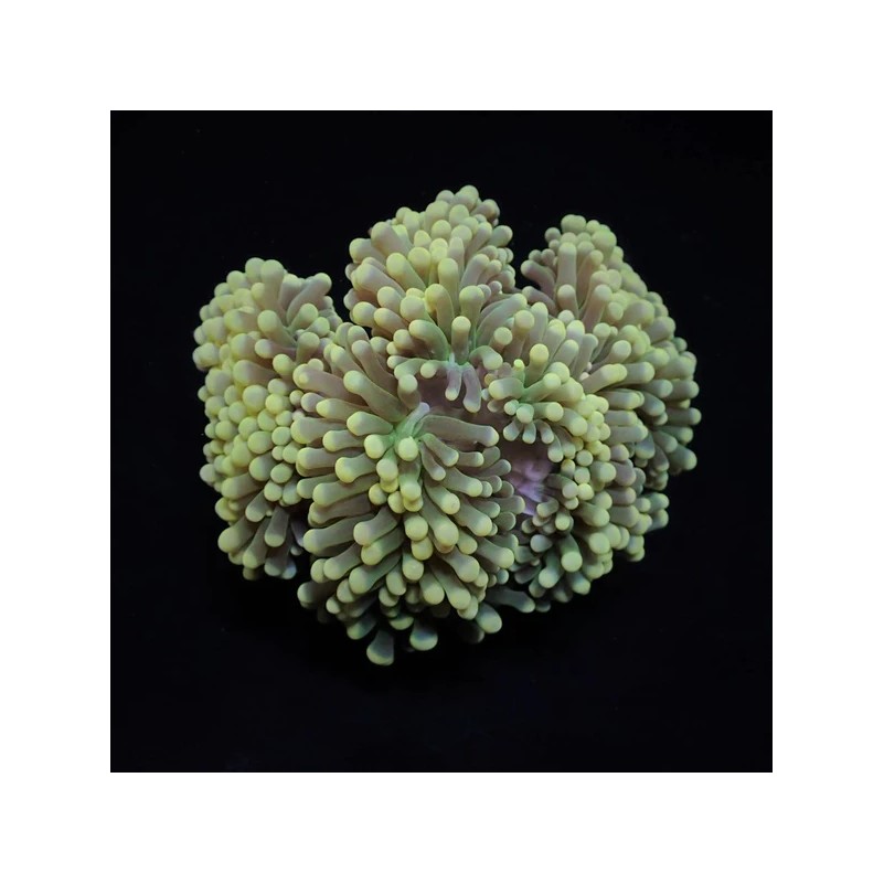 Euphyllia Cristata - Grape Coral S-size