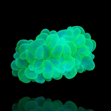 Plerogyra Sinuosa Green - Green Bubble Coral
