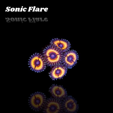 Zoanthus Sonic Flare S-size