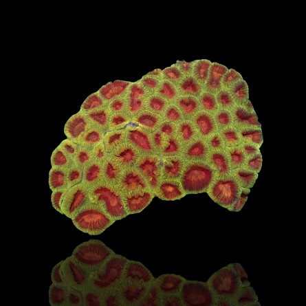Favia Speciosa - Brain Coral Green with Red Eyes