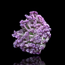 Goniopora sp. - Flower Pot Coral Purple S-size Australie