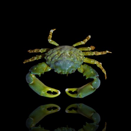 Mithrax sculptus sp. - Emerald Crab