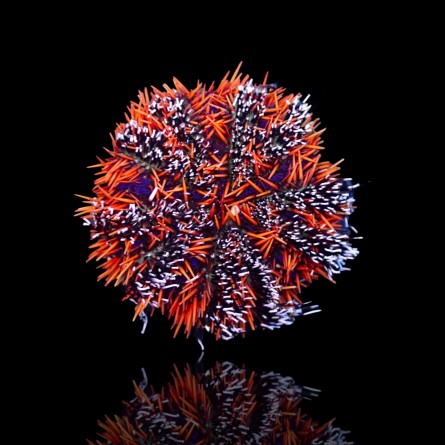 Tripneutes Gratilla - Hairy Pincushion Urchin