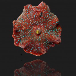 Discosoma Red with Blue Spots