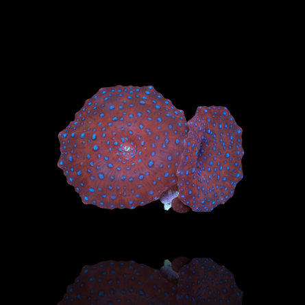 Discosoma Red with Blue Spots