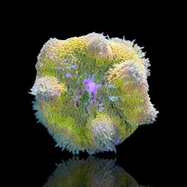 Stichodactyla Tapetum - Mini Carpet Anemone