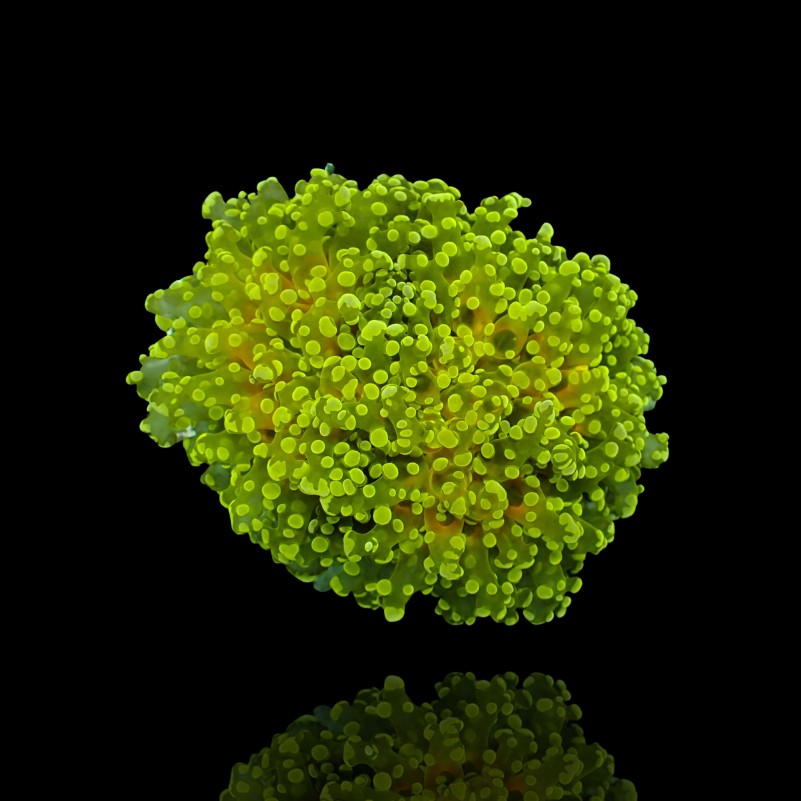 Euphyllia Divisa Ultra Green