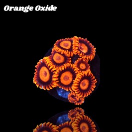 Zoanthus Orange Oxide Frag S-size