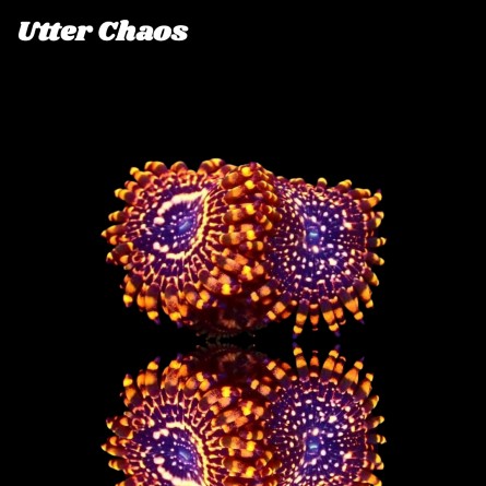 Zoanthus Utter Chaos Frag S-size