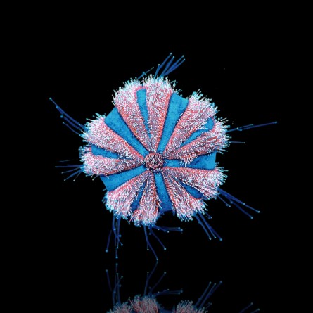 Mespilia Globulus - Blue Tuxedo Urchin