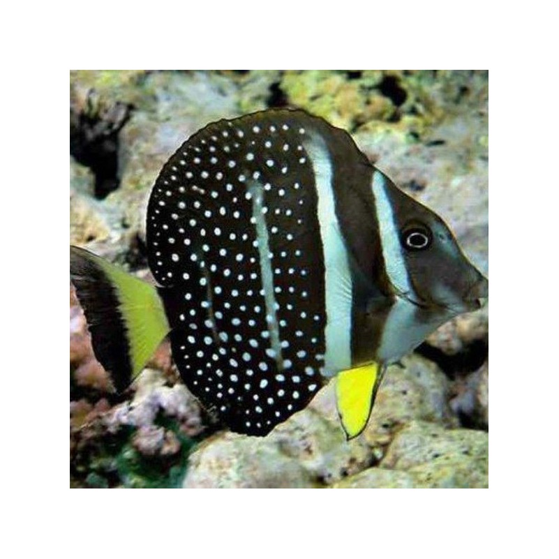 Acanthurus Guttatus - Whitespotted Surgeonfish