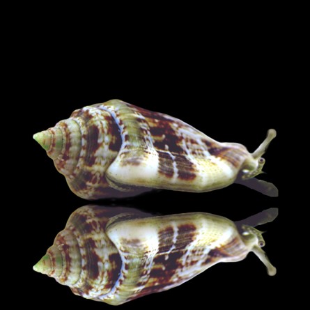 Strombus Gibberulus - Fighting Conch