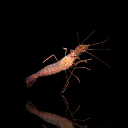 Lysmata Wurdemanni - Peppermint Shrimp