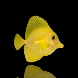 Zebrasoma Flavescens - Yellow Tang - Captive Bred