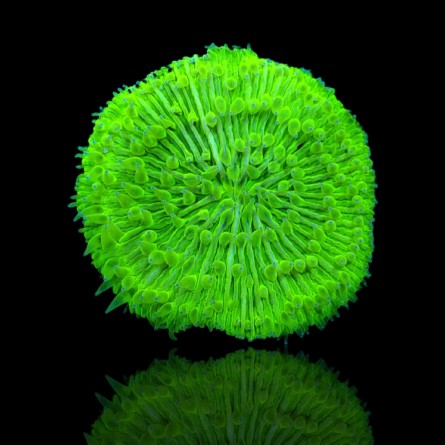 Fungia sp. Green Australia - Plate Coral