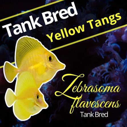 Zebrasoma Flavescens - Yellow Tang - Captive Bred