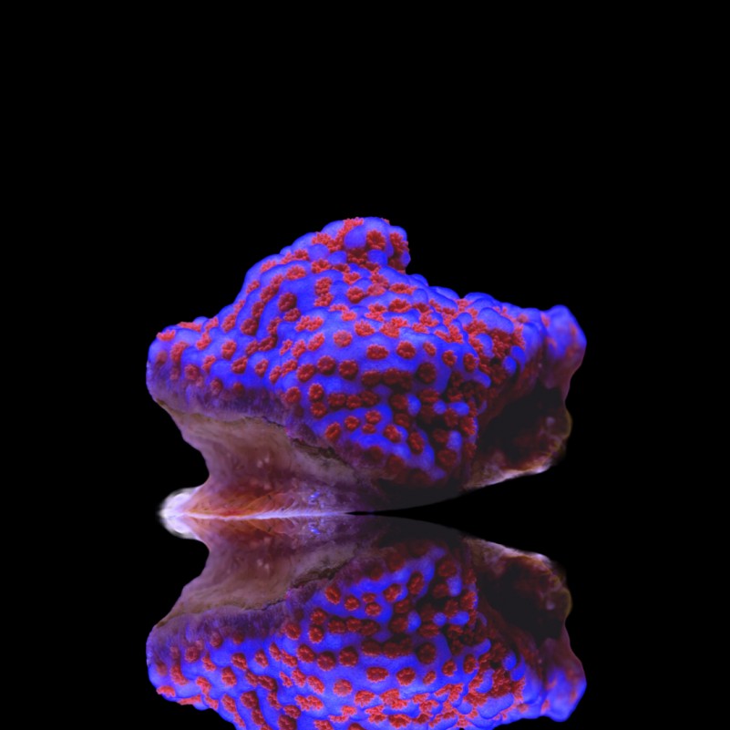 Montipora Superman