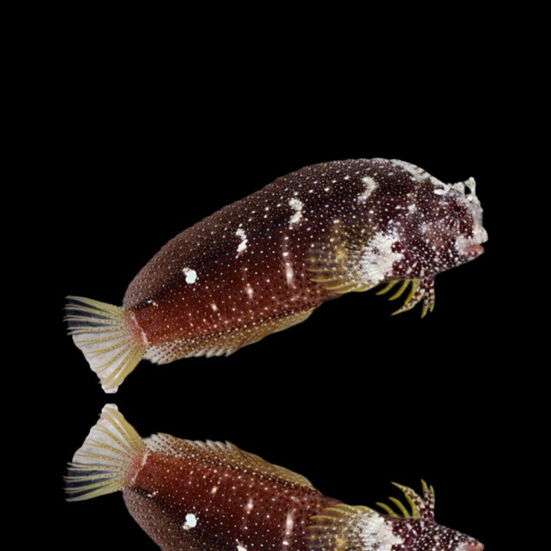 Salarias Ramosus - Starry Blenny