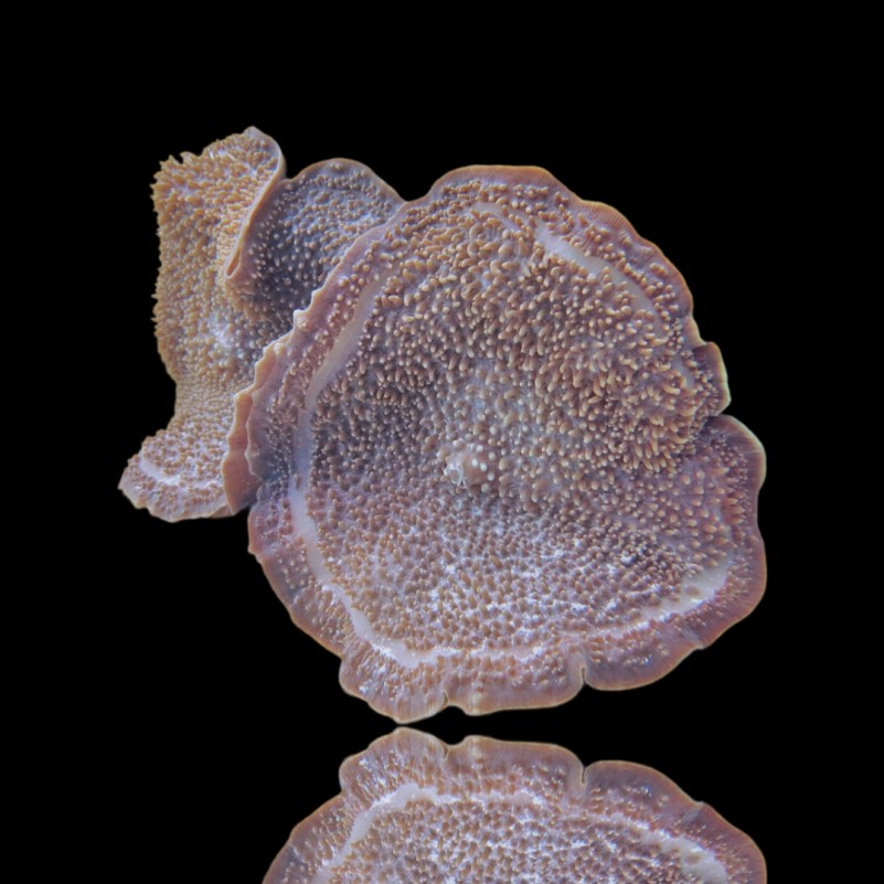 Amplexidiscus Fenestrafer common - Giant Cup Mushroom