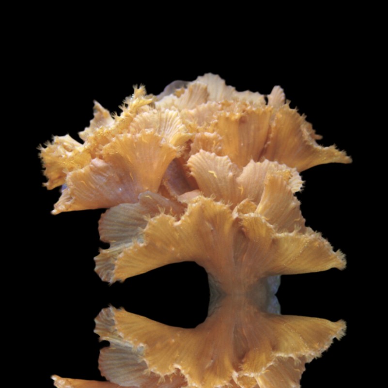 Sinularia Brassica - Cabbage Leather Coral