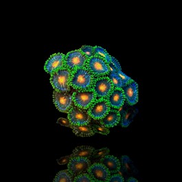 Zoanthus Gorilla Nipple frag S-size