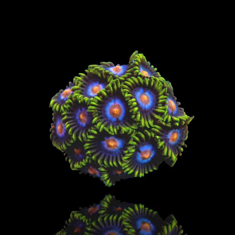 Zoanthus blow pop frag S-size