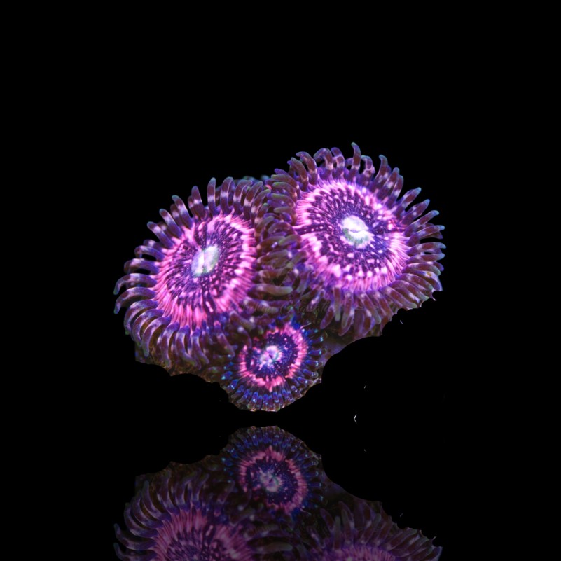 Zoanthus Pink Zipper frag S-size