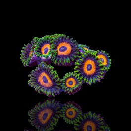 Zoanthus Eagle Eye Frag S-size