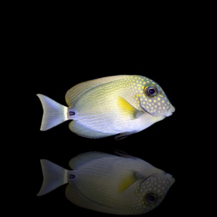 acanthurus maculiceps (S)