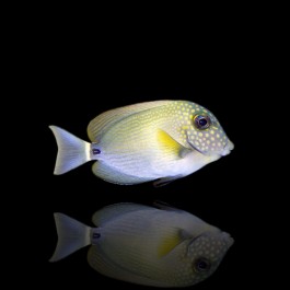 acanthurus maculiceps (S)