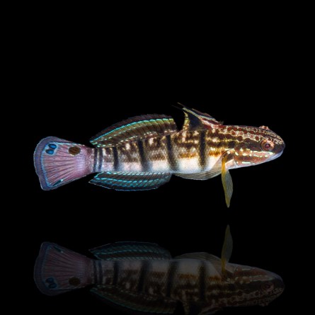 Amblygobius Phalaena - Sleeper Banded Goby