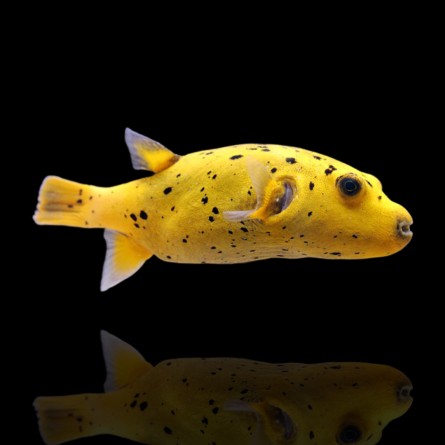 Arothron citrinellus - golden puffer