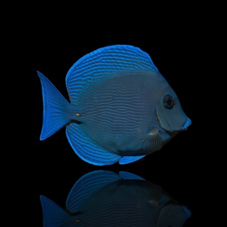 Acanthurus Coeruleus - Blue Caribbean Tang