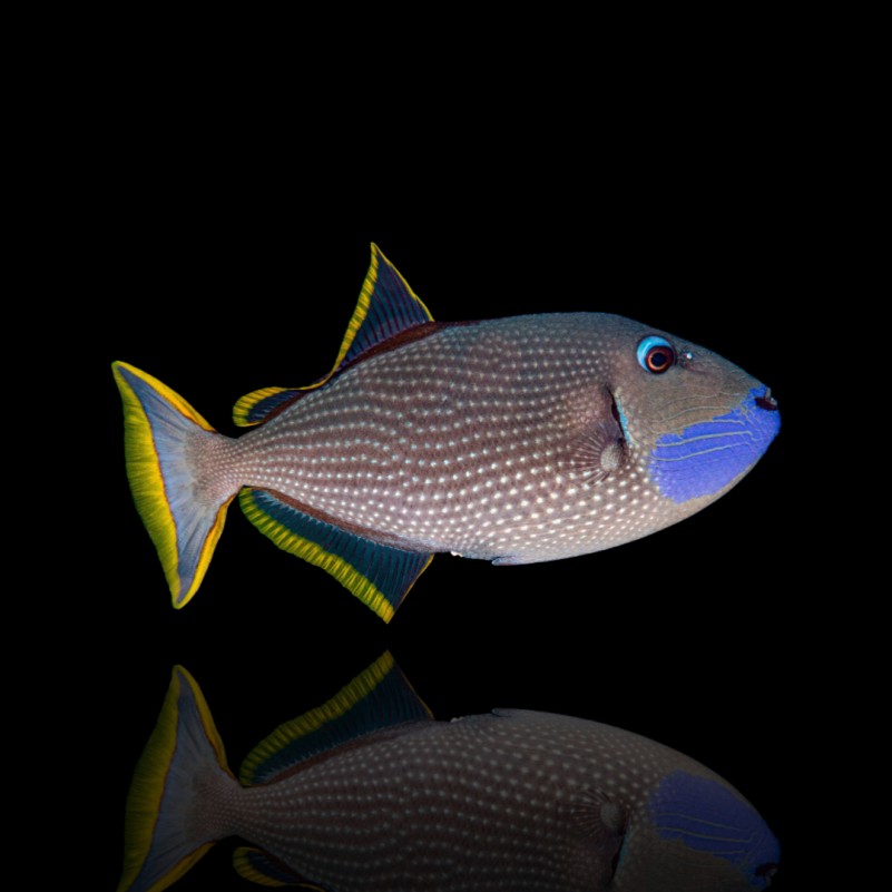 Xanthichthys auromarginatus - Golden Triggerfish