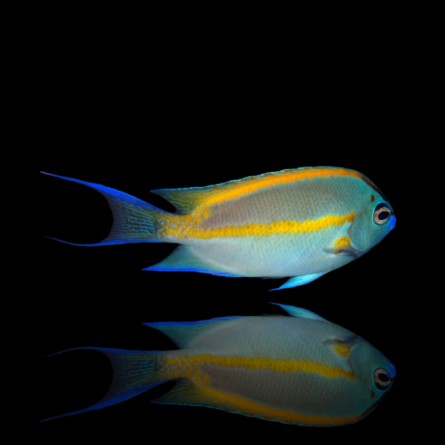 Genicanthus Bellus - Bellus Angelfish (male)