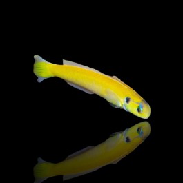 Hoplolatilus Luteus - Yellow Tilefish