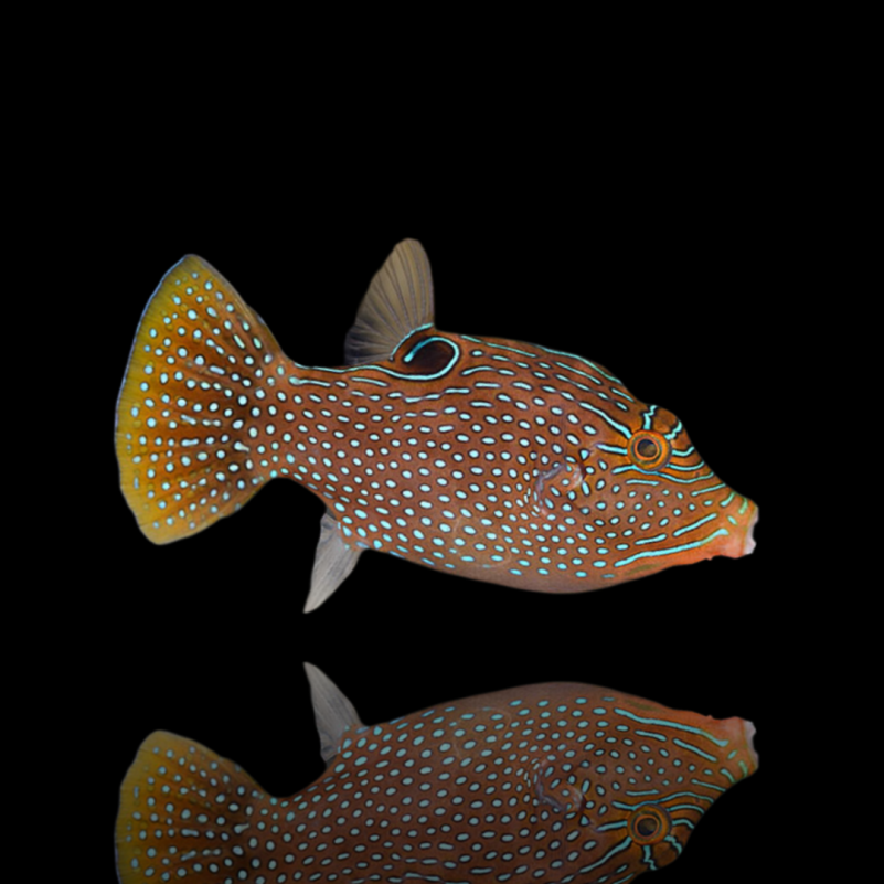 Canthigaster Solandri