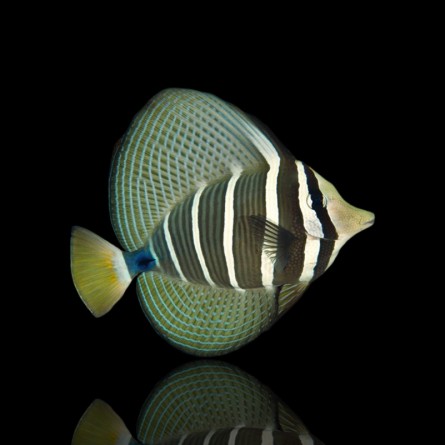 Zebrasoma Veliferum - Sailfin Tang (L)