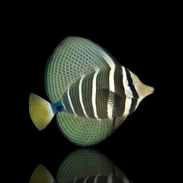 Zebrasoma Veliferum - Sailfin Tang (L)