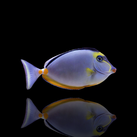 Naso Lituratus - Naso Tang (L)