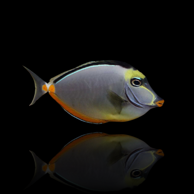 Naso Lituratus - Naso Tang (XL)