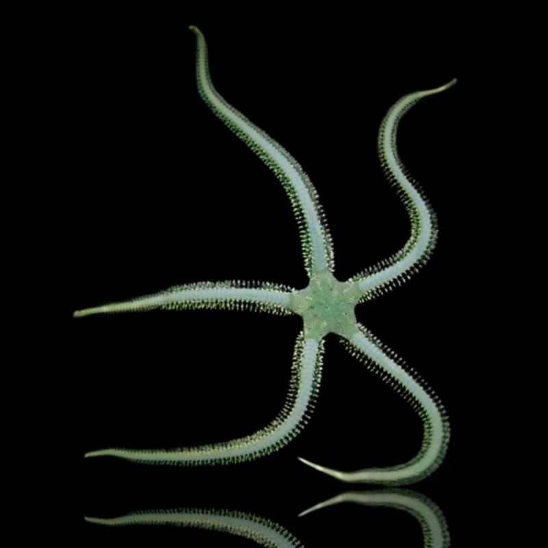 Ophiarachna Ingrassata - Olive serpent star