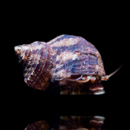 Turbo Fluctuosa  - Mexican Turbo Snail