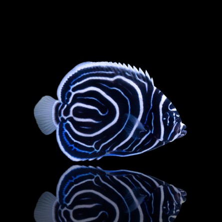 Pomacanthus Imperator - Imperator Angelfish (Juv) (M)