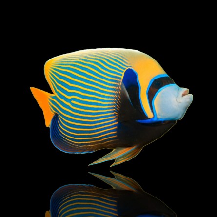 Pomacanthus Imperator - Emperor Angelfish