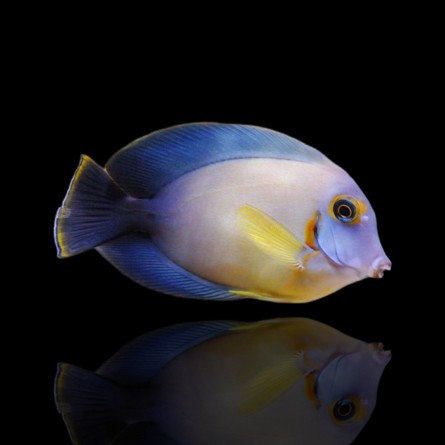 Acanthurus Pyroferus - Chocolate Surgeonfish (M)