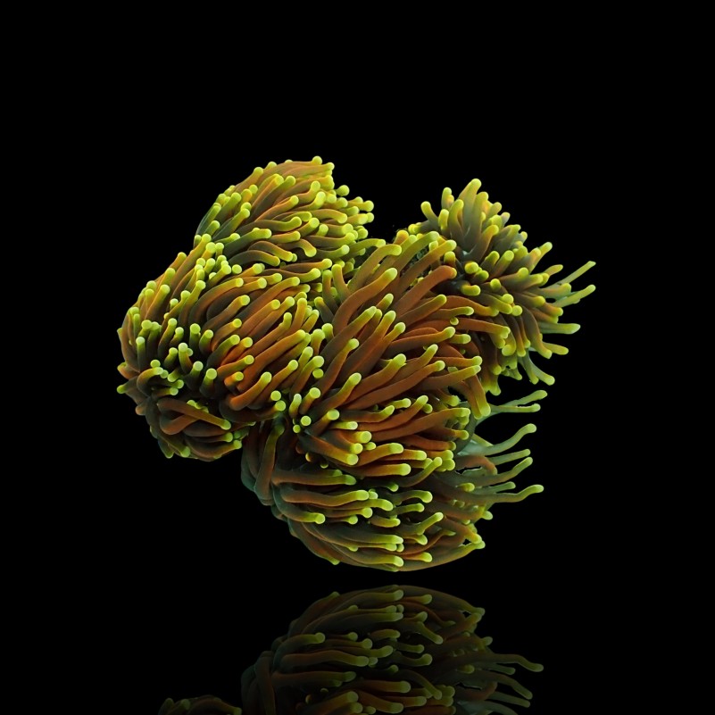 Euphyllia Glabrescens - Golden Torch - Dragon Soul